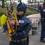 dog in batman costume